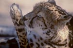 Königsgepard putzt seine Pfote