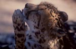 Königsgepard - Wichtige Pfotenpflege