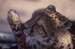 Königsgepard - Pfotenpflege