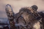 Königsgepard leckt seine Pfote