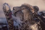 Königsgepard pflegt seine Pfote