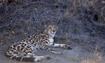 Königsgepard im trockenen Busch