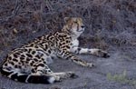 Ruhender Königsgepard 
