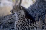 Beobachtender Königsgepard 