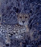 Königsgepard vor ausgetrocknetem Busch