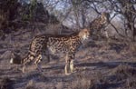 Zwei Königsgeparde checken die Lage