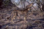 Zwei Königsgeparde im trockenen Busch