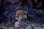 Liegende Großkatze Königsgepard 