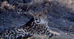 Liegender Königsgepard hat etwas entdeckt