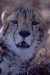 Charakterkopf Königsgepard