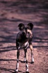 Afrikanischer Wildhund Welpe am fruehen Morgen 