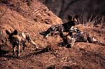 Spielende Afrikanischnische Wildhunde Welpen