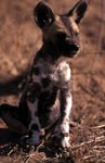 Afrikanischer Wildhund Welpe (Lycaon pictus) prüft die Lage