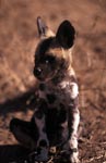 Ein Afrikanischer Wildhund Welpe (Lycaon pictus) lauscht
