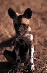 Afrikanischer Wildhund Welpe (Lycaon pictus)