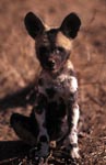 Konzentierter Afrikanischer Wildhund Welpe (Lycaon pictus)