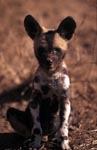 Aufmerksamer Afrikanischer Wildhund Welpe (Lycaon pictus) 