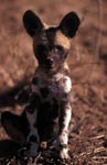 Afrikanischer Wildhund Welpe (Lycaon pictus) beobachtet seine Umgebung