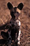 Afrikanischer Wildhund Welpe (Lycaon pictus) Portraet