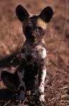 Afrikanischer Wildhund Welpe (Lycaon pictus) zeigt großes Interesse