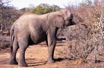 Elefant sucht Futter im ausgetrockneten Busch
