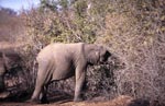 Junger Elefant sucht Futter im ausgetrockneten Busch