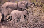 Mutter und Baby Elefant suchen Futter im Busch
