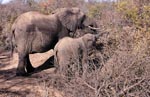 Mutter und Baby Elefant auf Futtersuche im afrikanischen Busch