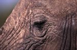 Auge des Afrikanischen Elefanten 