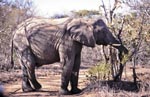 Afrikanischer Elefant frißt Blaetter und Zweige