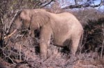 Afrikanischer Elefant auf Nahrungssuche 