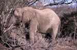 Afrikanischer Elefant frißt trockene Zweige