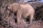Afrikanischer Elefant im trockenen Busch