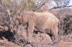 Afrikanischer Elefant auf mühevoller Futtersuche