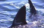 Rueckenflosse und Schwanzflosse Weißer Hai 