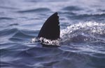 Weiße Hai Rueckenflosse ragt aus dem Wasser