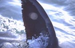 Lichtreflexe an der Rueckenflosse des Weißen Hais
