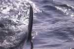 Stahlgraue Weiße Hai Rueckenflosse durchschneidet das Meer