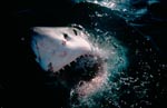 Weißer Hai durchbricht die Meeresoberflaeche