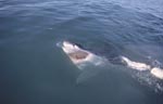 Der Weiße Hai verbreitet Angst und Fazination zugleich 