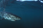 Baby Weißer Hai in unmittelbarer Kameranaehe