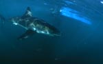 Weißer Hai Prachtexemplar und Lichtreflexe