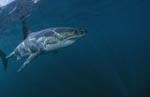 Herrscher der Meere: Weißer Hai
