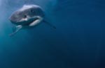 Interessiert naehert sich ein Baby Weißer Hai
