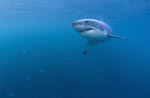 Schnell nähert sich ein eindrucksvoller Weißer Hai