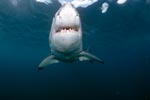 Weißer Hai schwimmt frontal an
