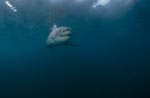 Baby Weißer Hai schaut kritisch