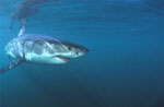 Baby Weißer Hai auf Konfrontationskurs