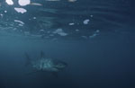 Baby Weißer Hai unter mit Schaum bedeckter Meeresoberflaeche