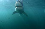 Faszinierender Weißer Hai im grünlichen Wasser